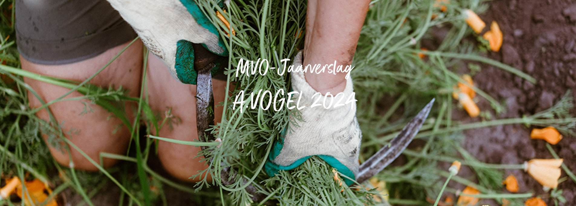 MVO jaarverslag 2024