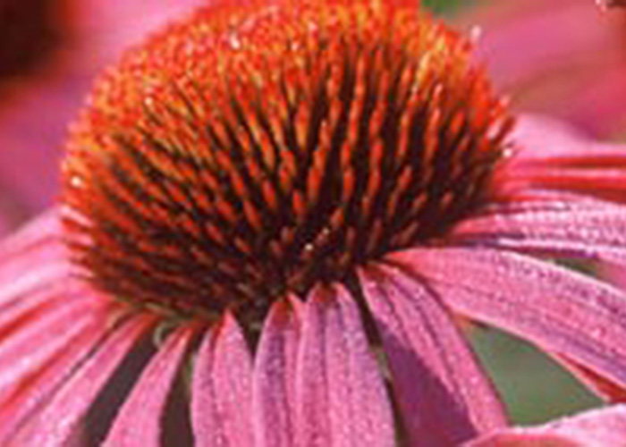 Echinacea purpurea; een bijzondere plant